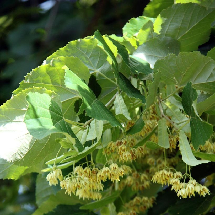 Tilia platyphyllos - Lime (Flowering)