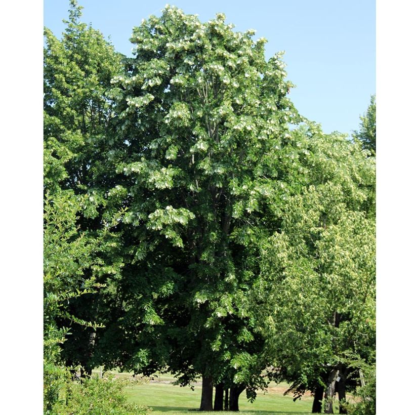 Tilia platyphyllos - Lime (Plant habit)