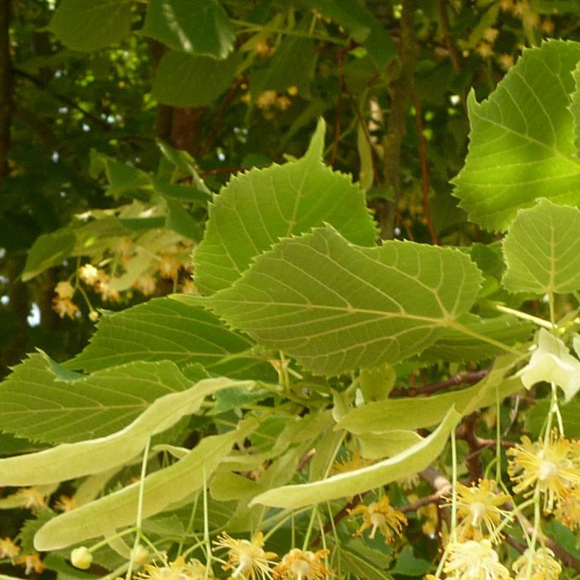 Tilia platyphyllos Rubra - Lime (Foliage)