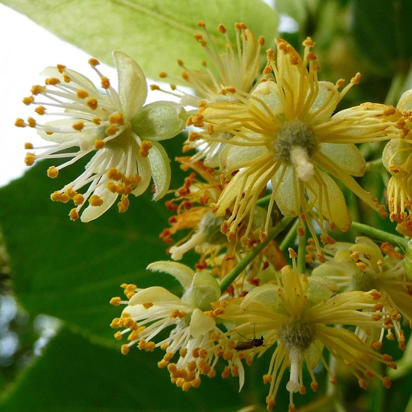 Tilia platyphyllos Rubra - Lime (Flowering)