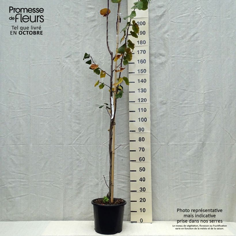 Tilia platyphyllos Rubra - Lime 7.5L/10L pot sample as delivered in autumn