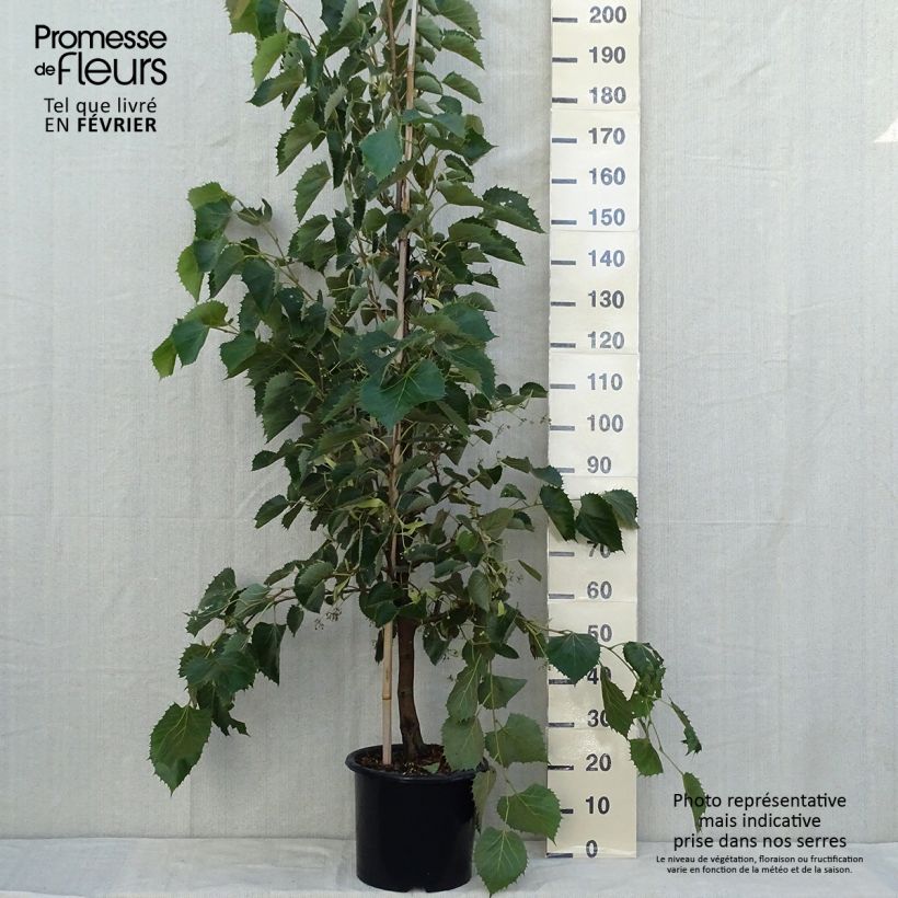 Tilia henryana - Lime 7.5L/10L pot sample as delivered in autumn