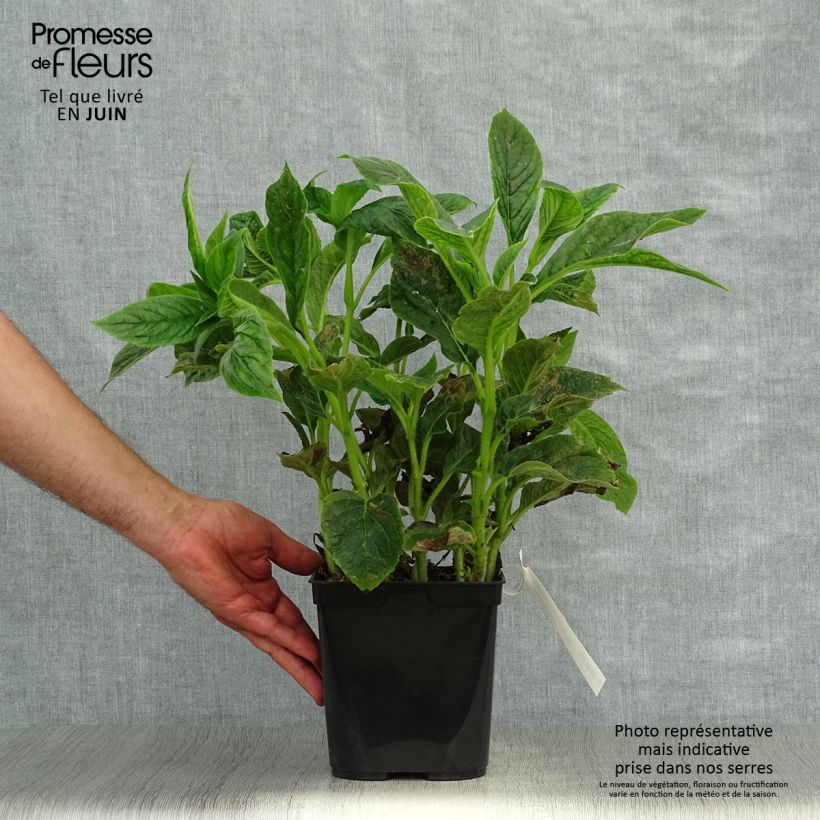 Titanotrichum oldhamii  2L/3L pot sample as delivered in summer