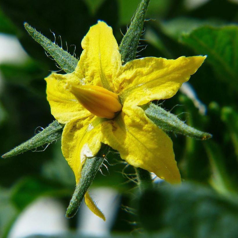 Tomato Ananas Grafted Pineapple plants (Flowering)