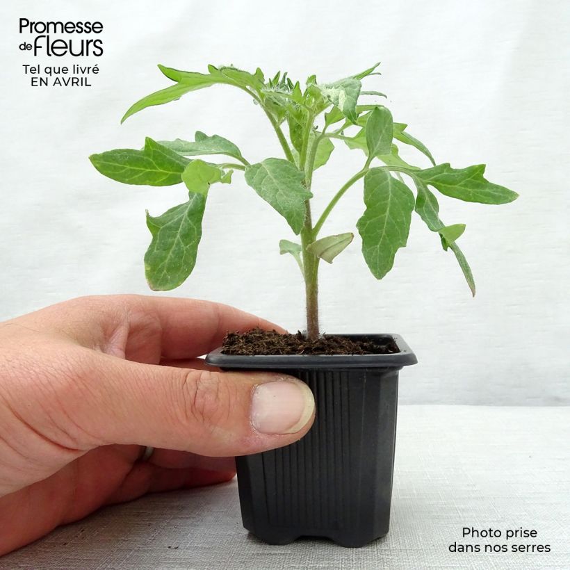 Tomato Ananas Pineapple Plants 7/8 cm pot sample as delivered in spring