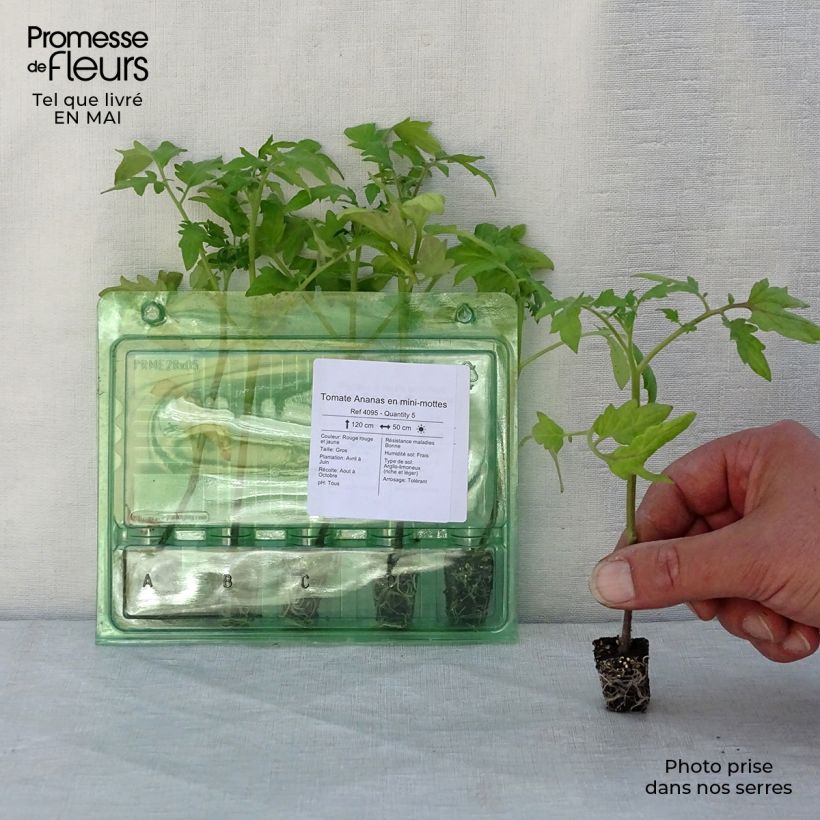 Tomato Ananas Pineapple Plants Plug plant 3/4cm sample as delivered in spring