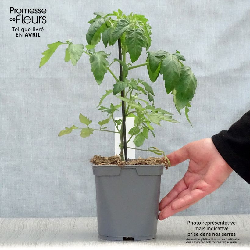 Tomato Ananas Grafted Pineapple plants 2L/3L pot sample as delivered in spring