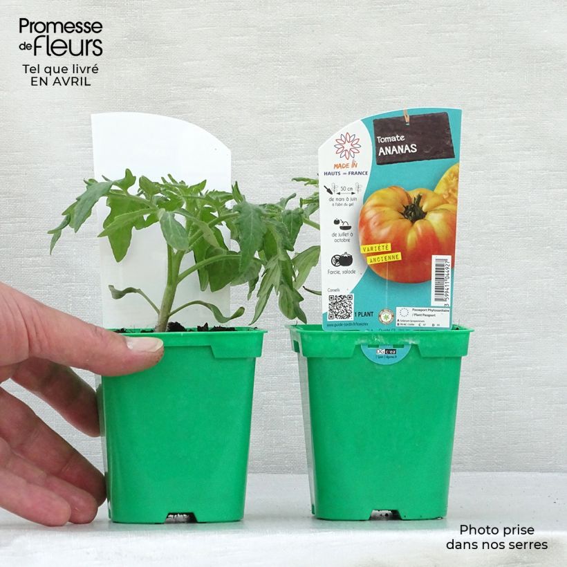 Tomato Ananas Pineapple Plants sample as delivered in spring