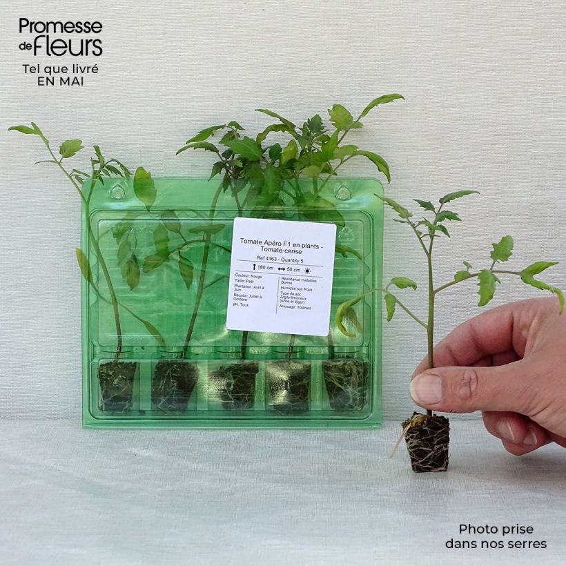 Tomato Apéro F1  in plants - Cherry Plug plant 3/4cm sample as delivered in spring