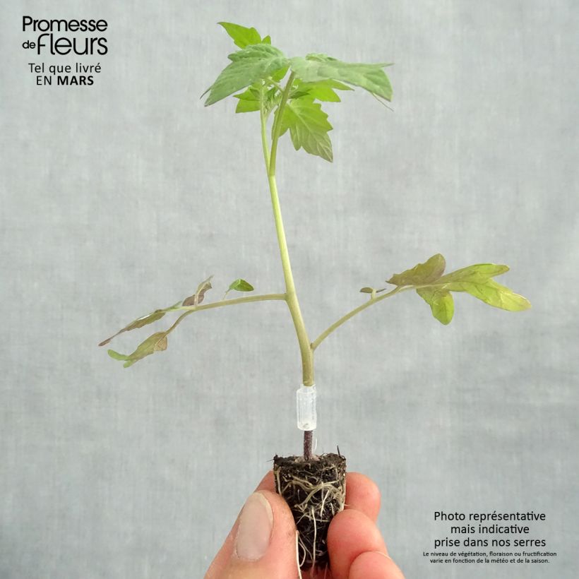 Tomato Apéro F1  in GRAFTED ORGANIC - Cherry Plug plant 1.5/2.5 cm sample as delivered in spring