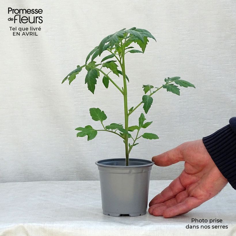 Tomato Apéro F1  in plants - Cherry 10cm/11cm pot sample as delivered in spring