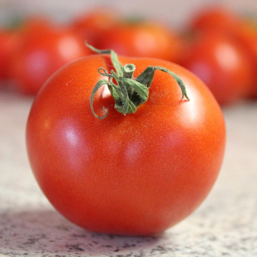 Tomato Bali F1 Plants (Harvest)