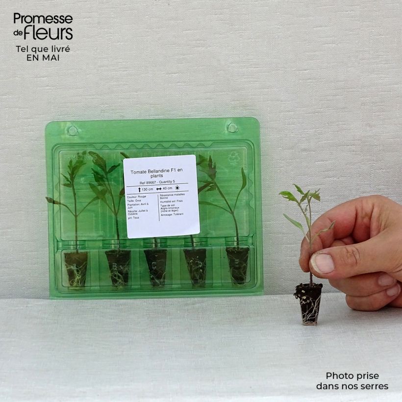 Tomato Bellandine F1 Plants Plug plant 1.5/2.5 cm sample as delivered in spring