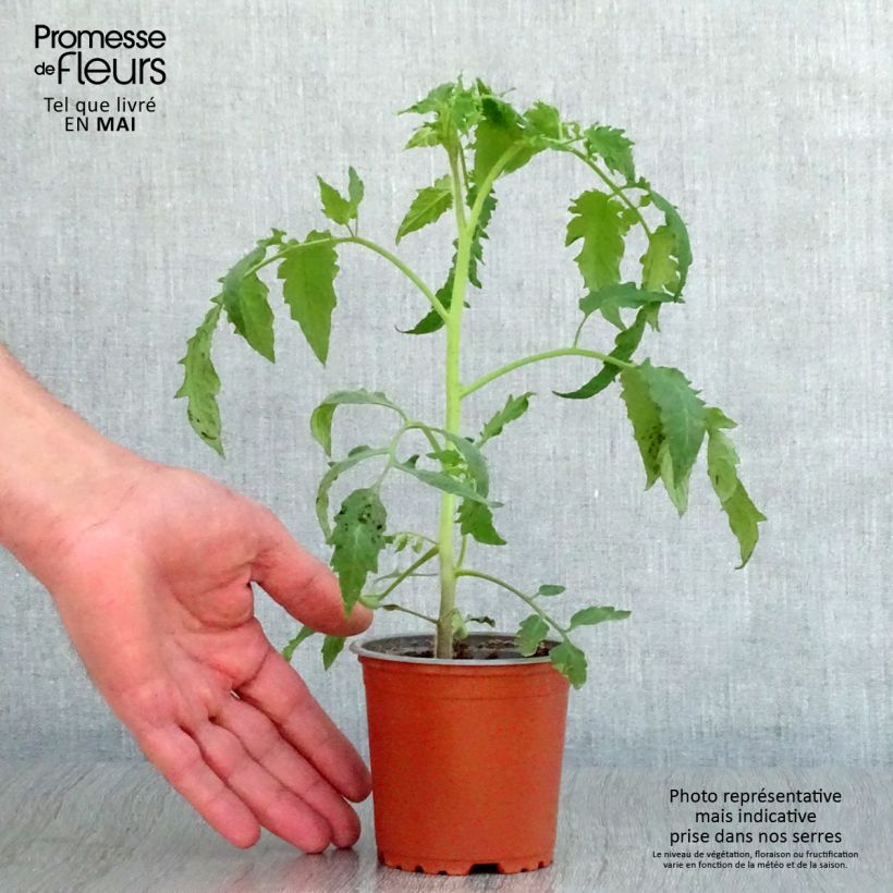 Tomato Bellandine F1 Plants 10cm/11cm pot sample as delivered in spring