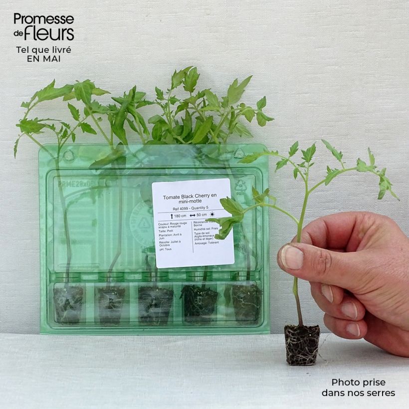 Tomato Black Cherry plants Plug plant 3/4cm sample as delivered in spring