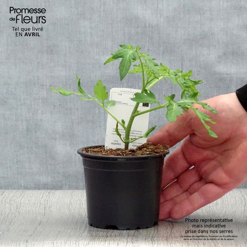Tomato Black Cherry plants 10cm/11cm pot sample as delivered in spring