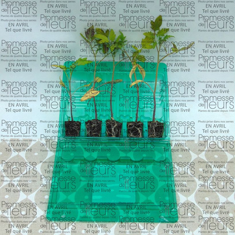 Example of Tomato Borsalina F1 plants Plug plant 3/4cm specimen as delivered