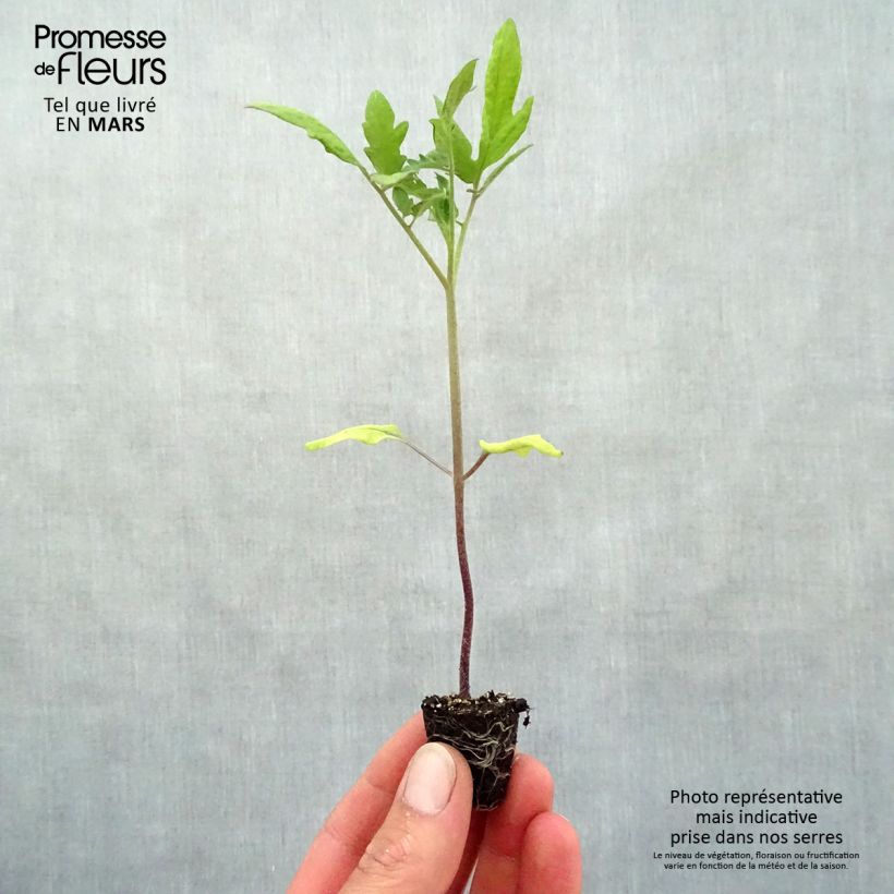 Tomato Buffalo Steak F1 Plants Plug plant 3/4cm sample as delivered in spring