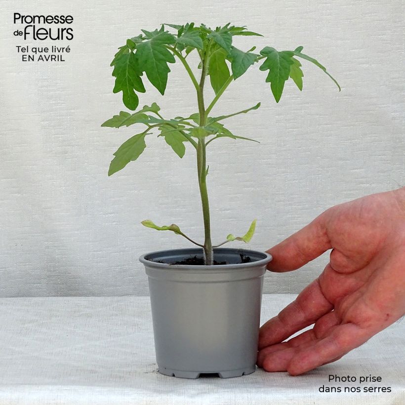 Tomato Buffalo Steak F1 Plants 8/9 cm pot sample as delivered in spring