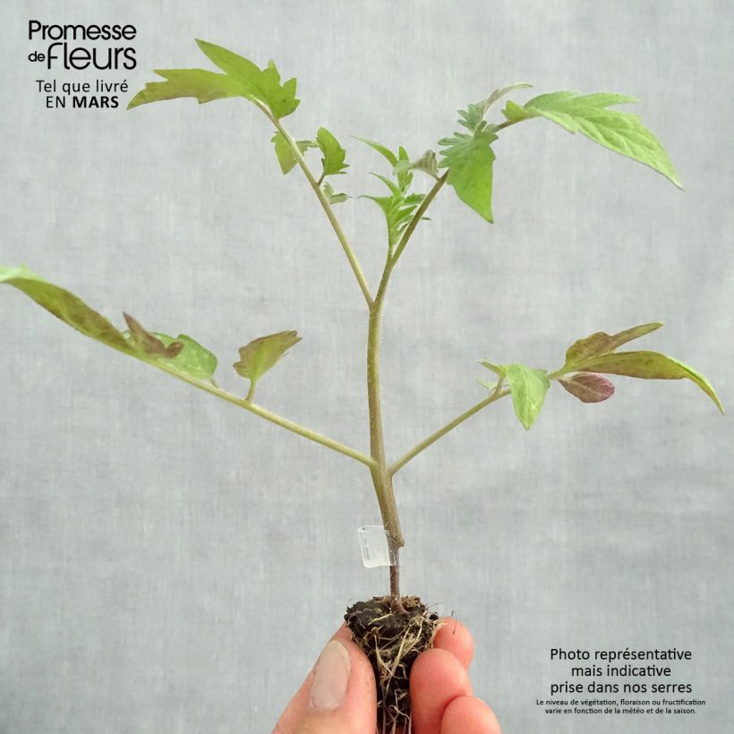 Tomato Buffalo Steak F1 GRAFTED plants Plug plant 1.5/2.5 cm sample as delivered in spring