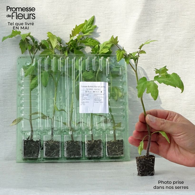 Tomato Buffalo Sun Plug plant 3/4cm sample as delivered in spring