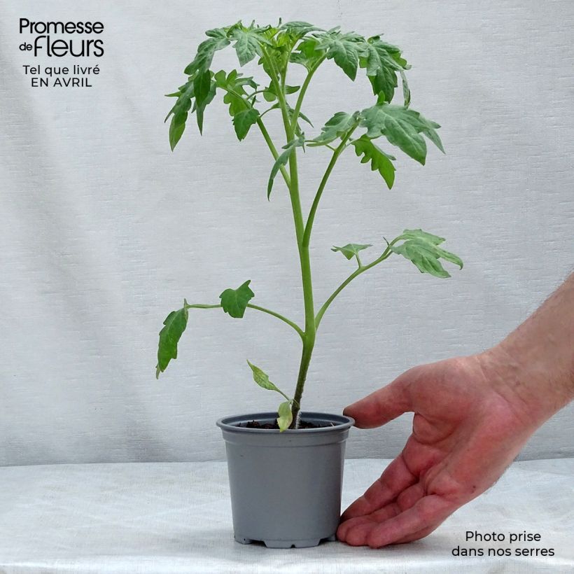 Tomato Buffalo Sun 10cm/11cm pot sample as delivered in spring