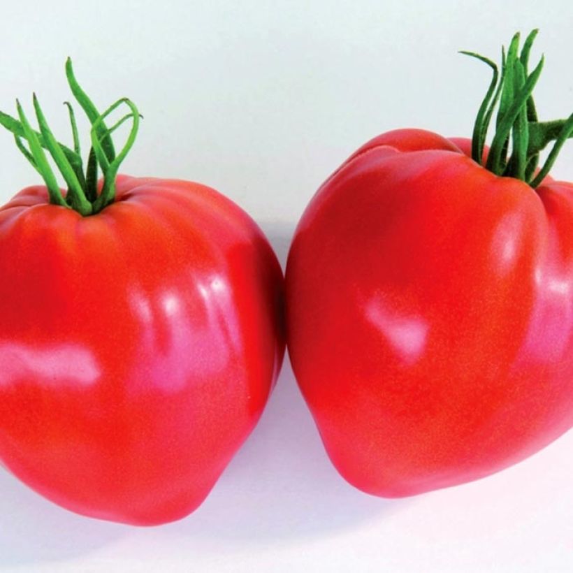 Tomato Grafted Cauralina F1 Tomato Plants (Harvest)