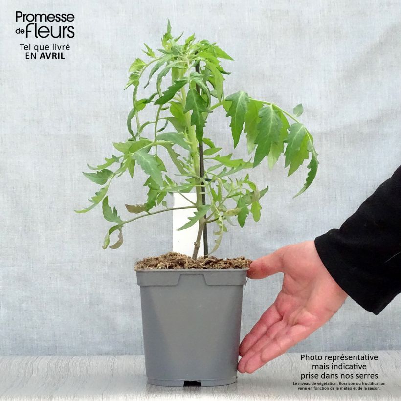 Tomato Grafted Cauralina F1 Tomato Plants 2L/3L pot sample as delivered in spring