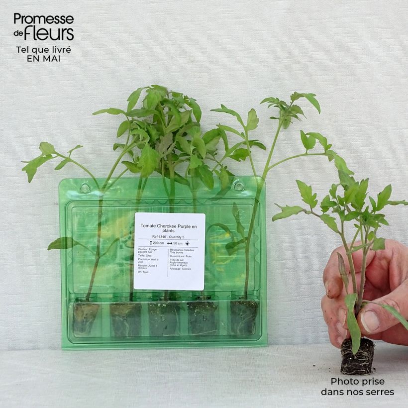 Tomato Cherokee Purple Plug plant 3/4cm sample as delivered in spring