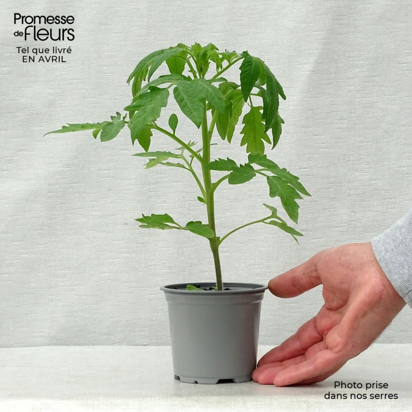 Tomato Cherokee Purple 8/9 cm pot sample as delivered in spring