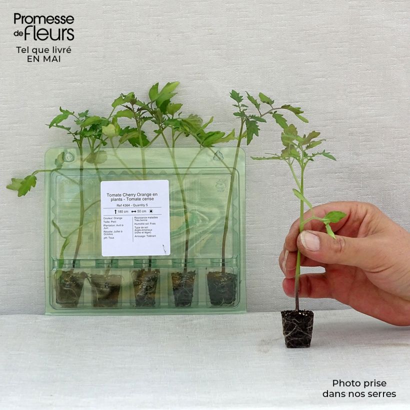 Tomato Orange Cherry Plug plant 3/4cm sample as delivered in spring