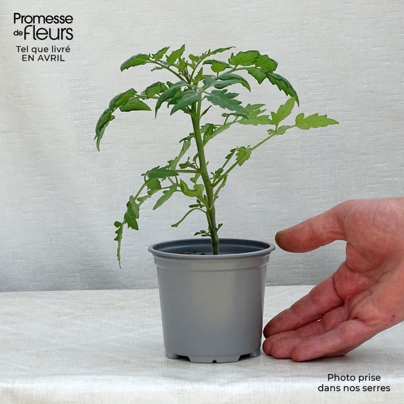 Tomato Orange Cherry 8/9 cm pot sample as delivered in spring