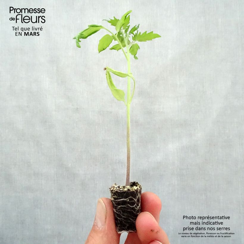 Tomato Cherry Yellow Plug plant 3/4cm sample as delivered in spring
