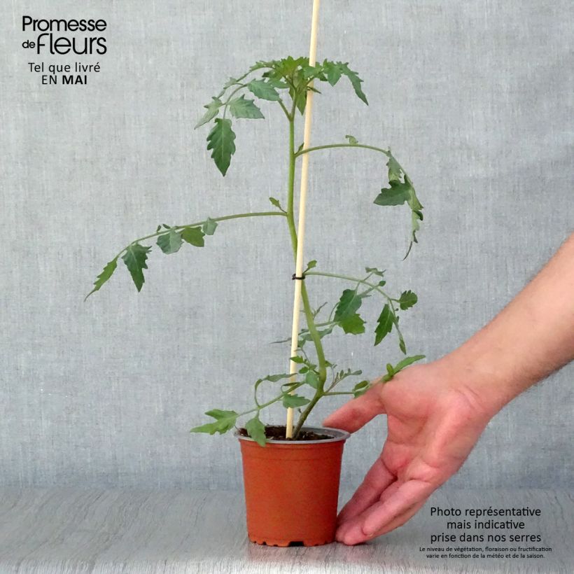 Tomato Cherry Yellow 10cm/11cm pot sample as delivered in spring