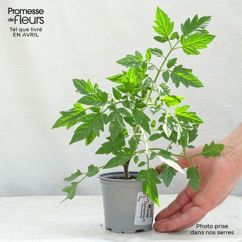 Tomato Chocoprevia F1 GRAFTED plants 8/9 cm pot sample as delivered in spring