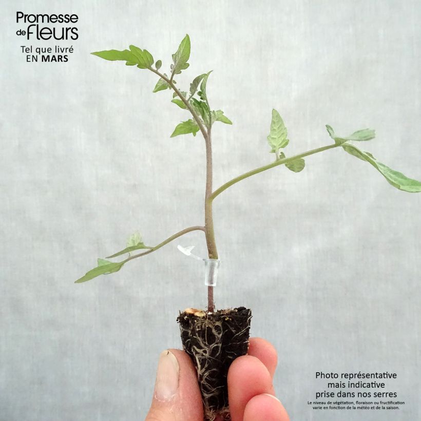 Tomato Chocoprevia F1 GRAFTED plants Plug plant 3/4cm sample as delivered in spring