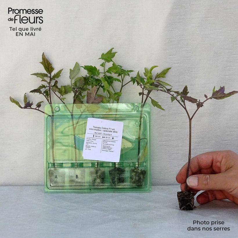 Tomato Cobra F1 Plug plant 3/4cm sample as delivered in spring
