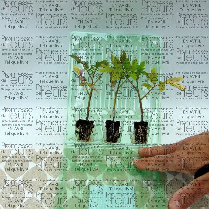 Example of Tomato Grafted Cobra F1 Tomato plants Plug plant 3/4cm specimen as delivered