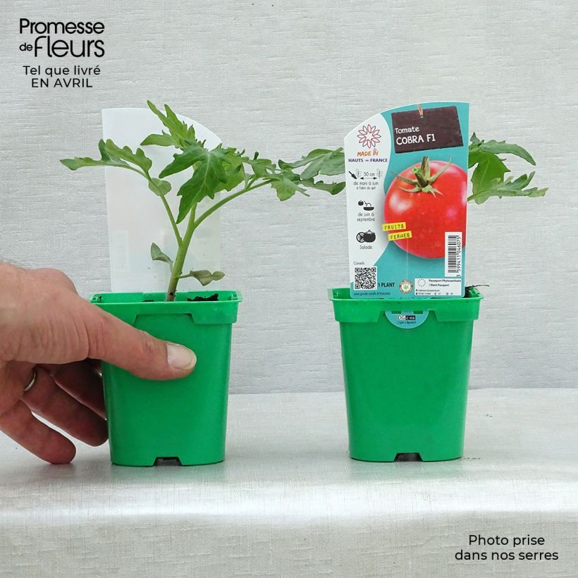 Tomato Cobra F1 sample as delivered in spring