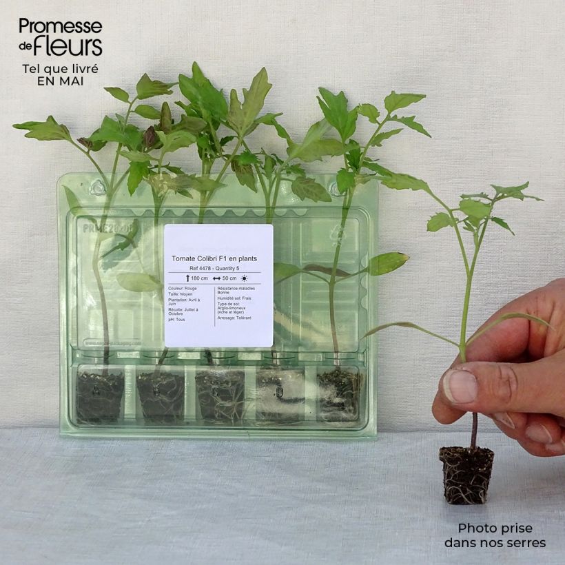 Tomato Colibri F1 plants Plug plant 3/4cm sample as delivered in spring