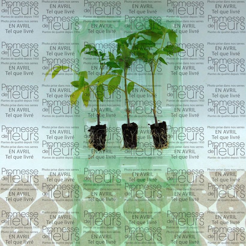 Example of Tomato Colibri F1 GRAFTED plants specimen as delivered