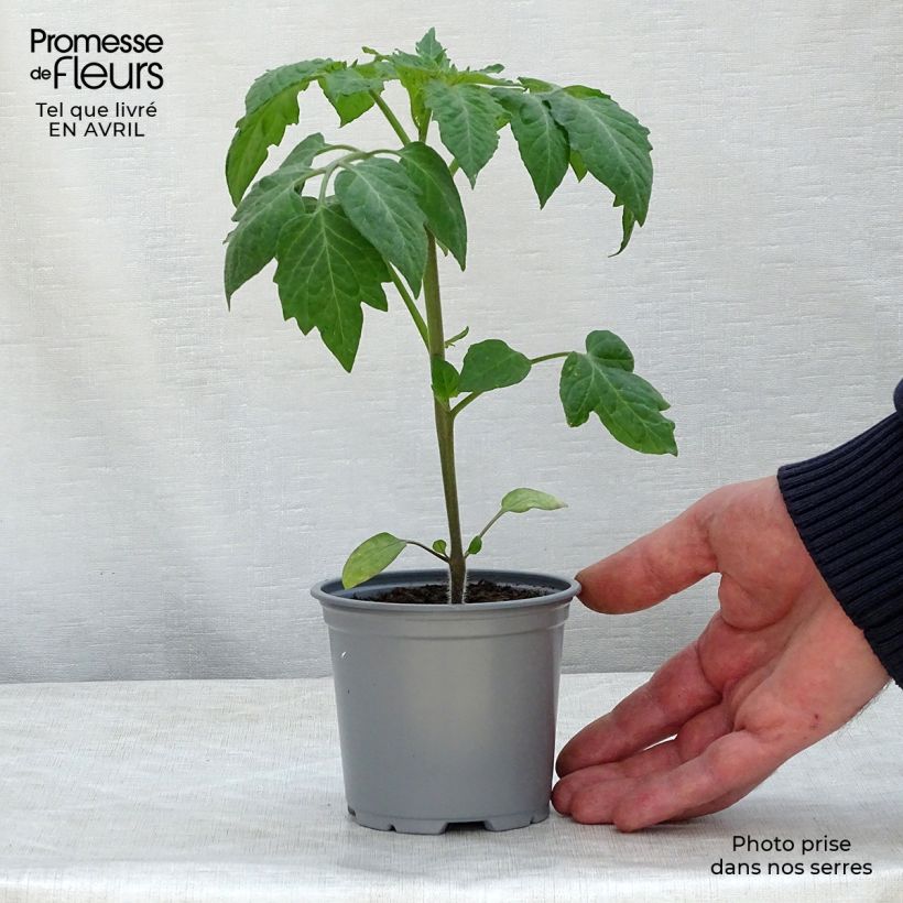 Tomato Colibri F1 plants 8/9 cm pot sample as delivered in spring