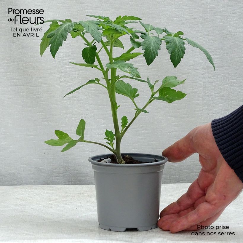 Tomato Cookie F1 GRAFTED plants sample as delivered in spring