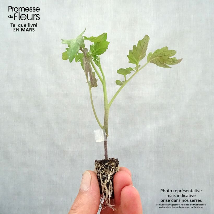 Tomato Cookie F1 GRAFTED ORGANIC plants Plug plant 1.5/2.5 cm sample as delivered in spring