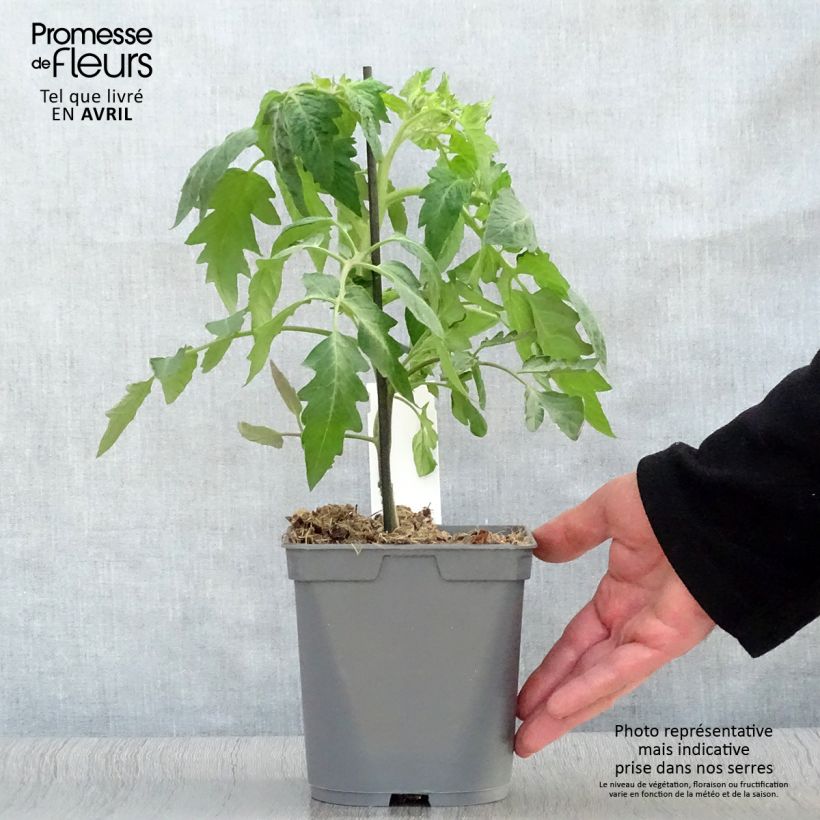 Tomato Corazon F1 GRAFTED Plants 2L/3L pot sample as delivered in spring