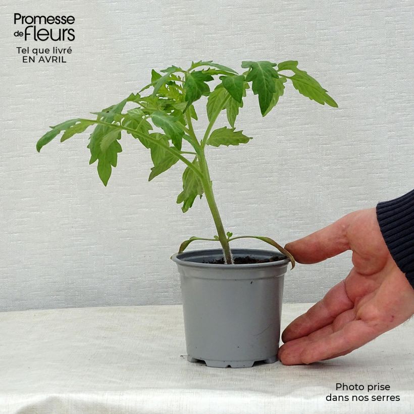 Tomato Corazon F1 Plants 8/9 cm pot sample as delivered in spring