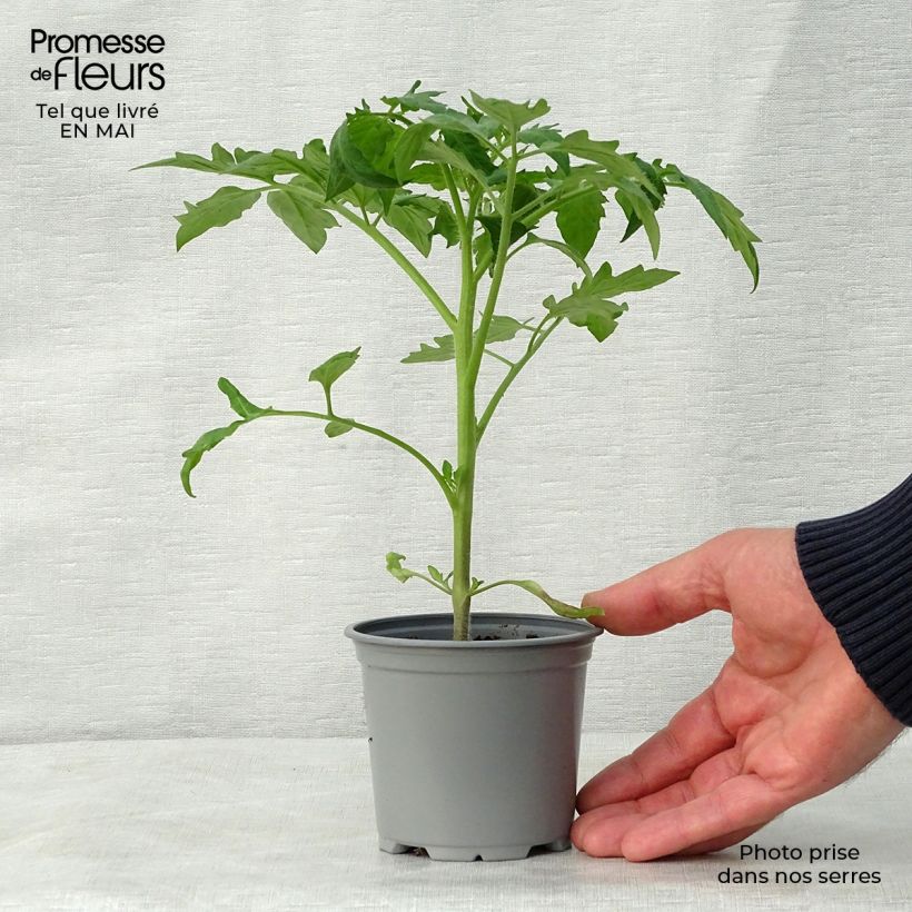 Tomato Corazon F1 Plants sample as delivered in spring