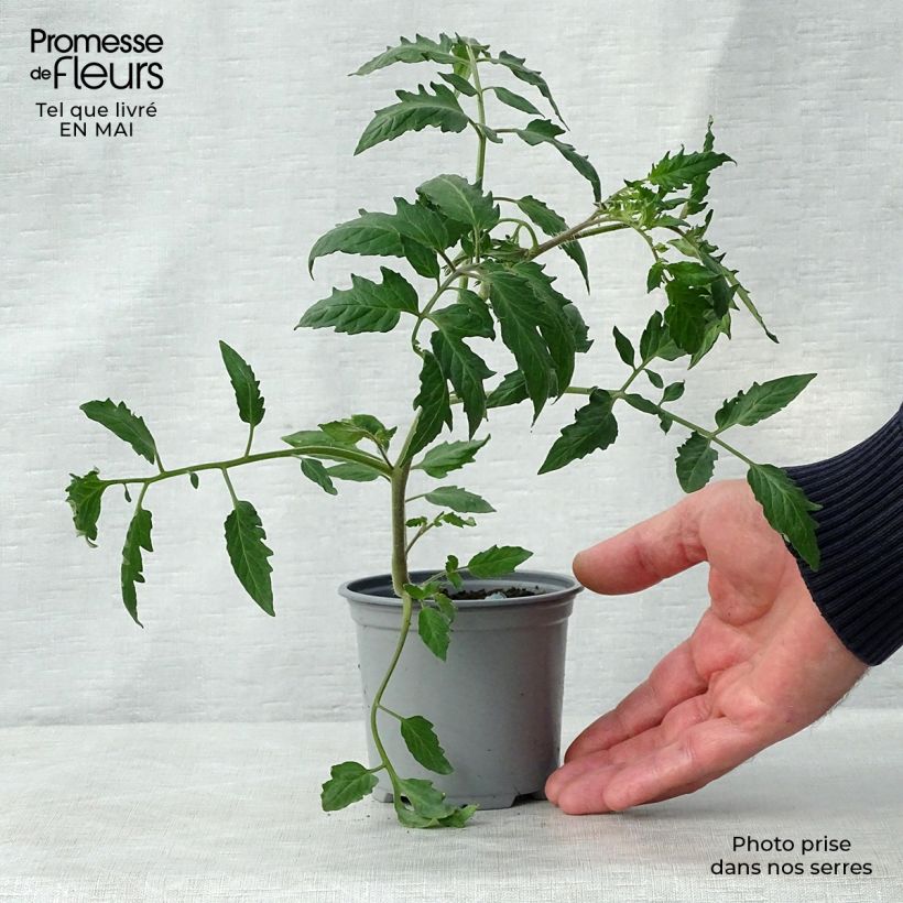 Tomato Cornabel F1 GRAFTED plants 8/9 cm pot sample as delivered in spring