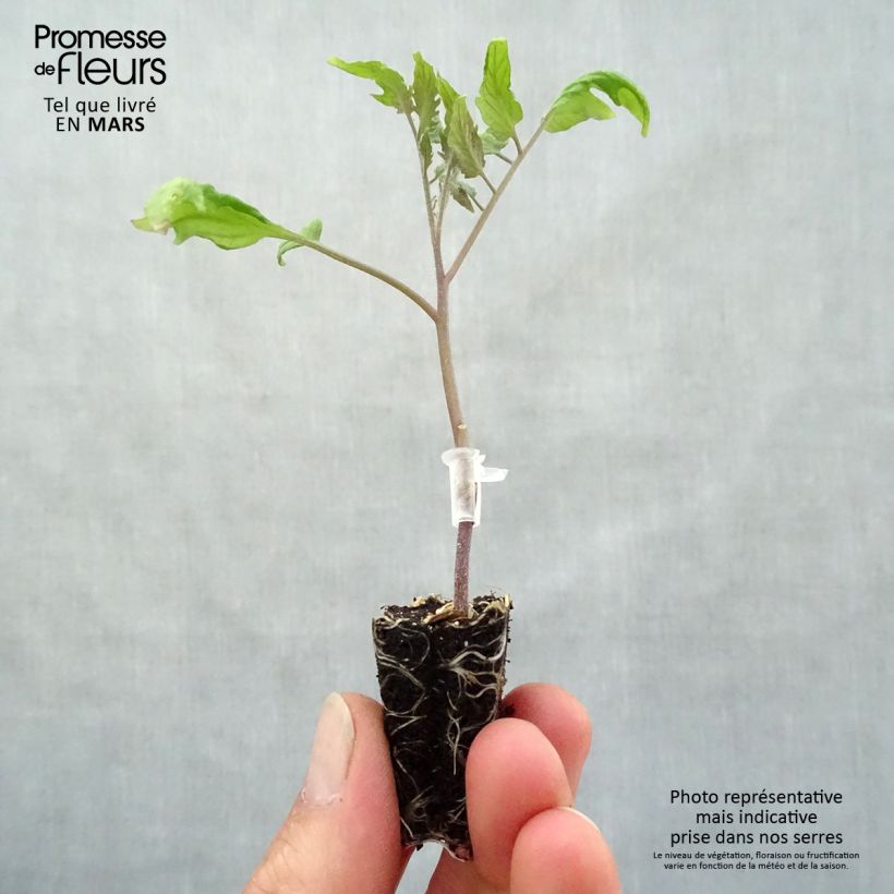 Tomato Cornabel F1 GRAFTED plants Plug plant 3/4cm sample as delivered in spring