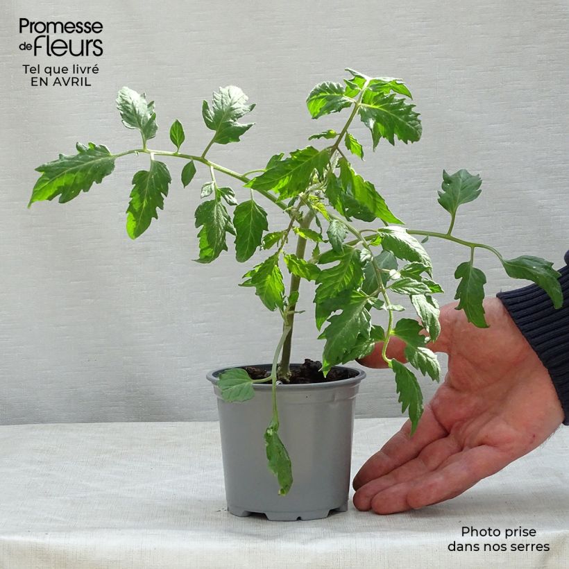 Tomato Cornabel F1 Plants sample as delivered in spring